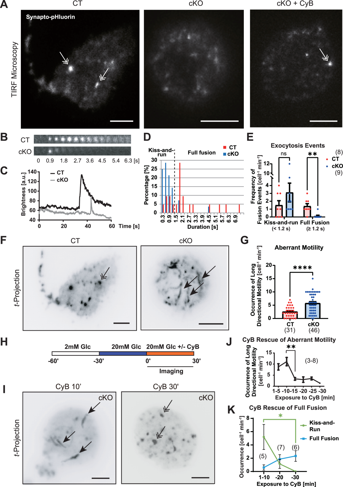 Kinesin-1 mediates proper ER folding of the CaV1.2 channel and maintains  mouse glucose homeostasis | EMBO Reports, image size:1200x1701