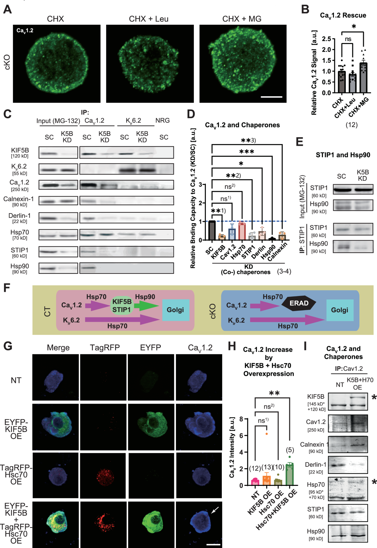 Kinesin-1 mediates proper ER folding of the CaV1.2 channel and maintains  mouse glucose homeostasis | EMBO Reports, image size:1200x1746