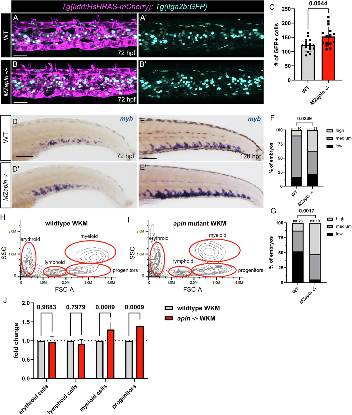 Apelin signaling acts as a molecular switch between endothelial and  hematopoietic stem cell fates | EMBO Reports