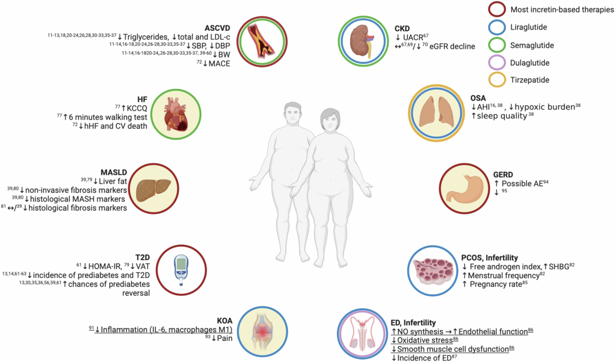 semaglutide and triglycerides Incretin-based therapies for the treatment of obesity-related diseases