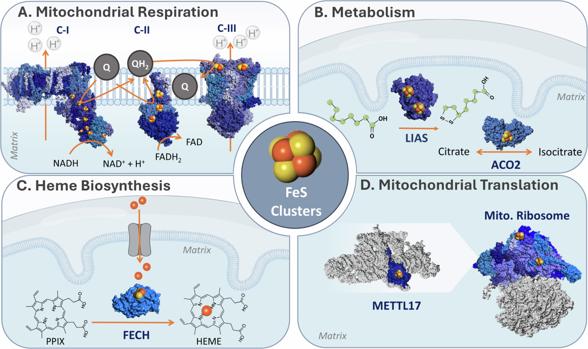 autoregulatory control of mitochondrial glutathione homeostasis Pulling back the mitochondria's iron curtain