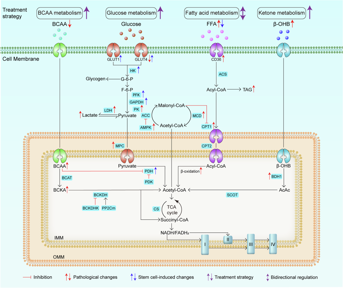 Metabolic regulation for the treatment of ischemic heart disease with stem  cells and extracellular vesicles | npj Cardiovascular Health