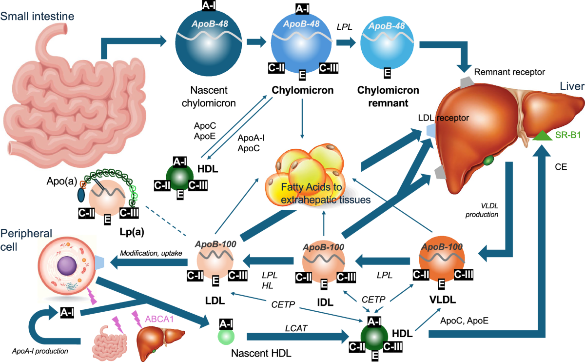 apolipoprotein c-ii cofactor for lipoprotein lipase A narrative review of impacts of apolipoproteins on atherosclerotic  coronary plaques