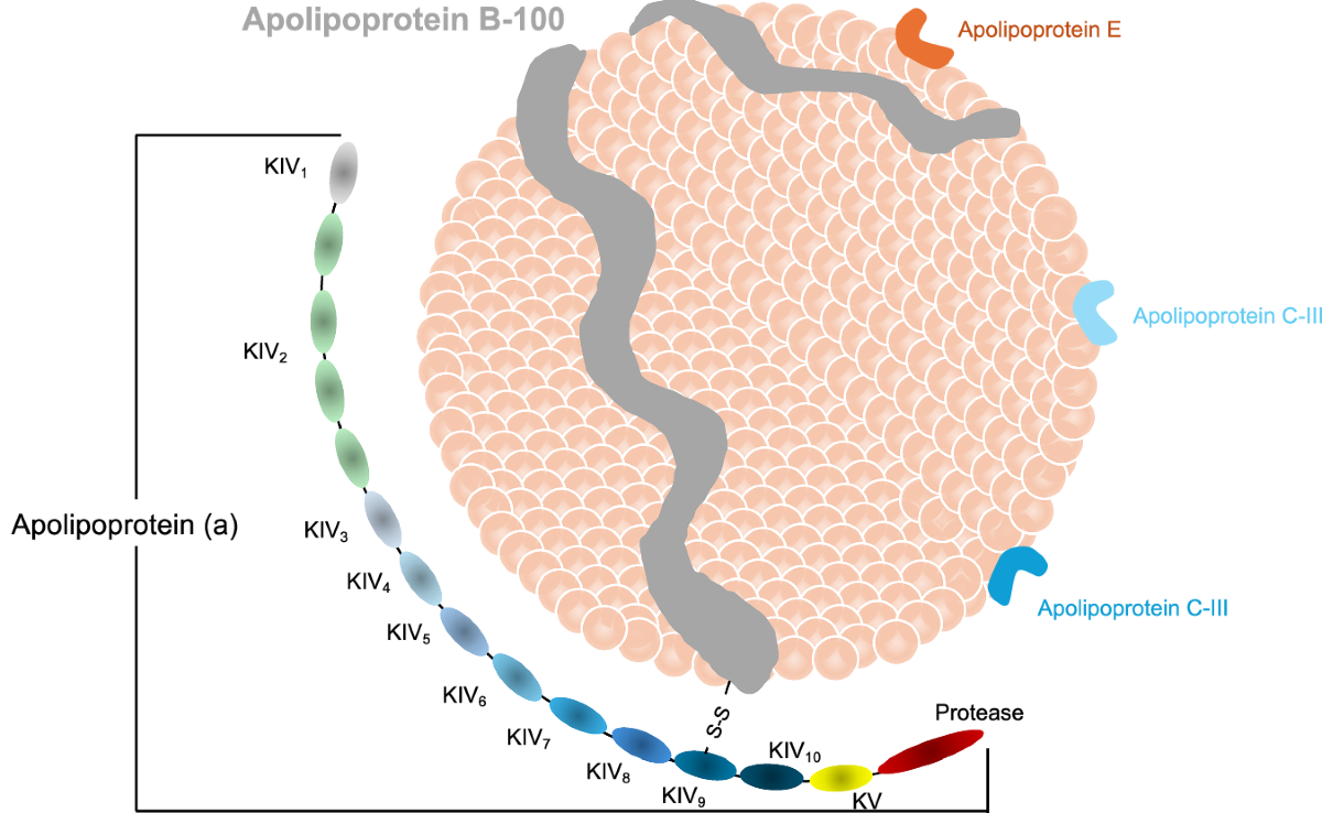 apolipoprotein c-ii cofactor for lipoprotein lipase Lipoprotein Lipase: Structure, Function, and Genetic Variation main image 0