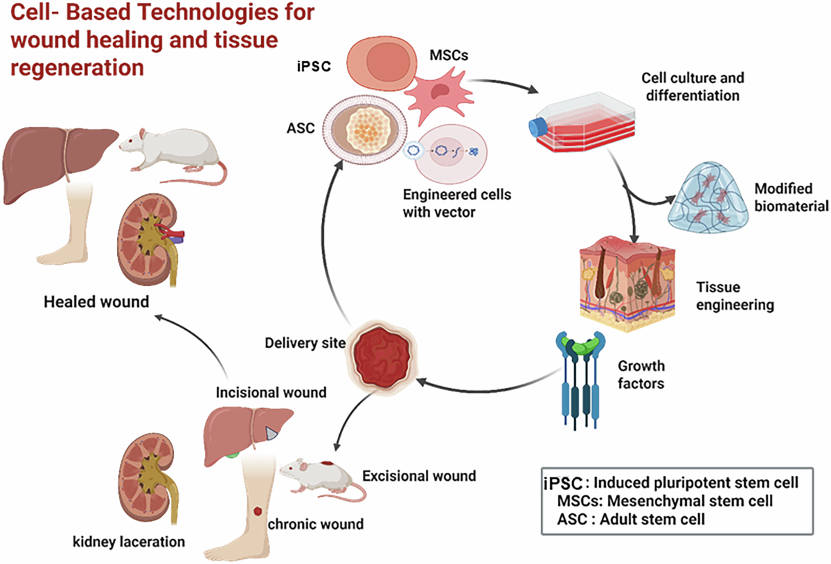 Peptides And The Future Of Tissue Repair