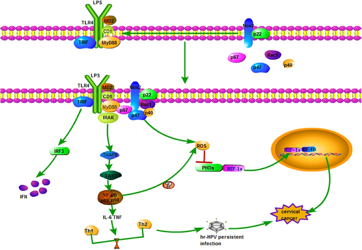 The role of TLRs in cervical cancer with HPV infection: a review | Signal  Transduction and Targeted Therapy
