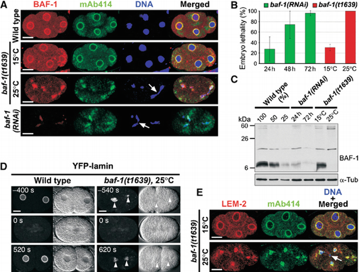 Caenorhabditis elegans BAF‐1 and its kinase VRK‐1 participate directly in  post‐mitotic nuclear envelope assembly | The EMBO Journal | Springer Nature  Link