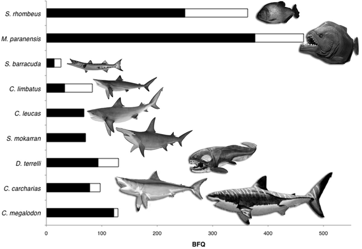 Mega-Bites: Extreme jaw forces of living and extinct piranhas  (Serrasalmidae)