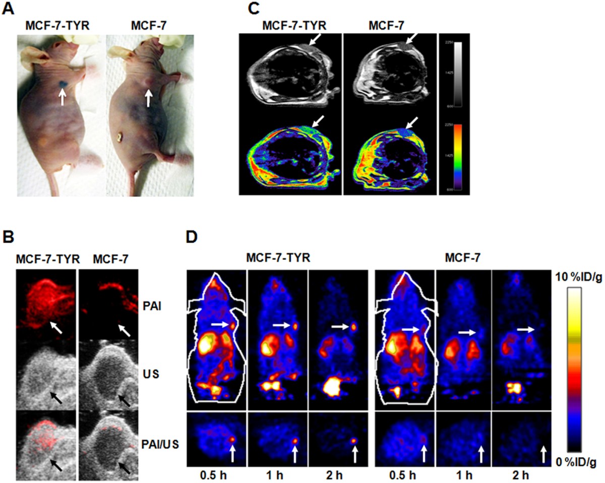 Tyrosinase as a multifunctional reporter gene for Photoacoustic/MRI/PET  triple modality molecular imaging | Scientific Reports