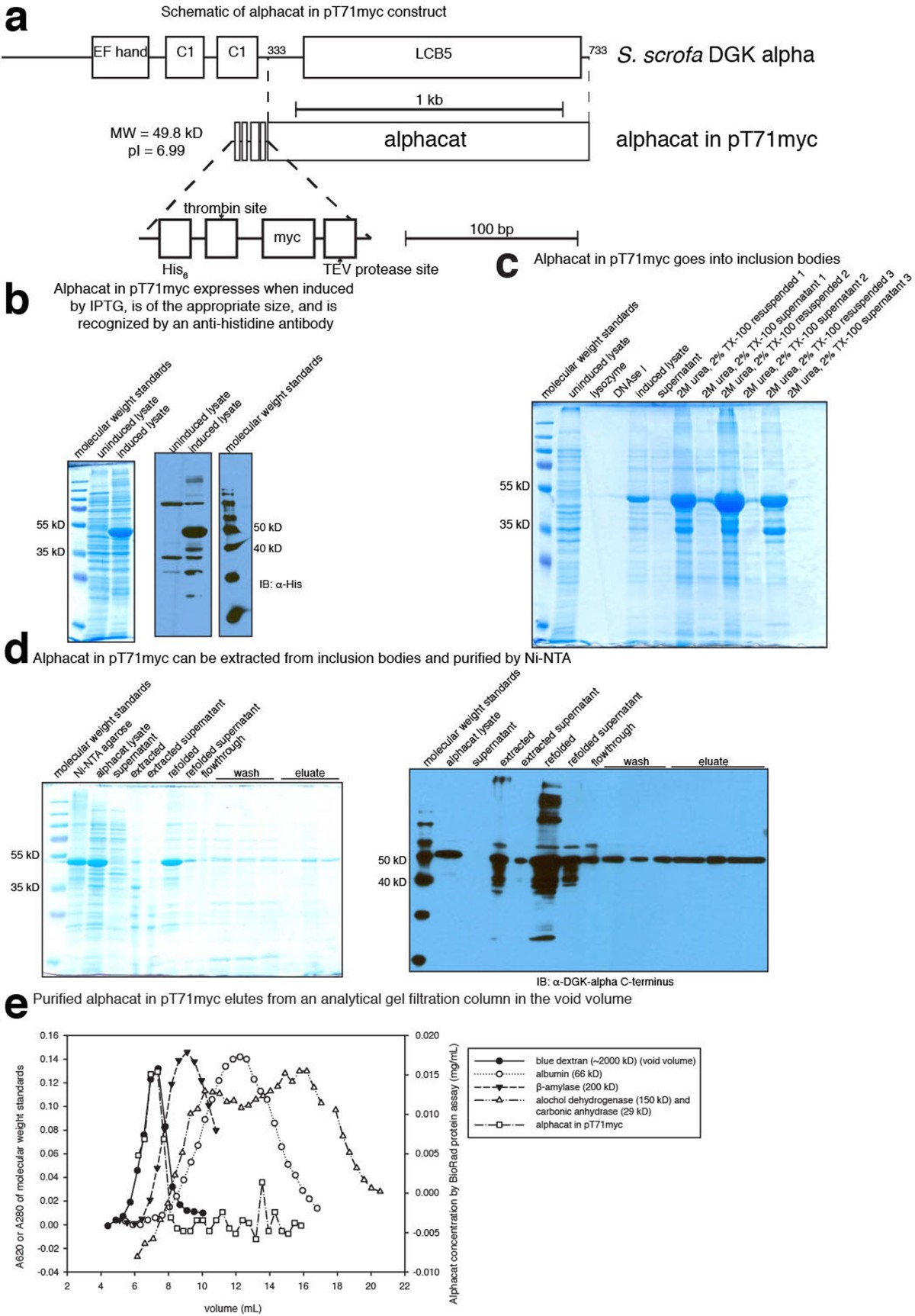 Bacterial expression strategies for several Sus scrofa diacylglycerol  kinase alpha constructs: solubility challenges | Scientific Reports