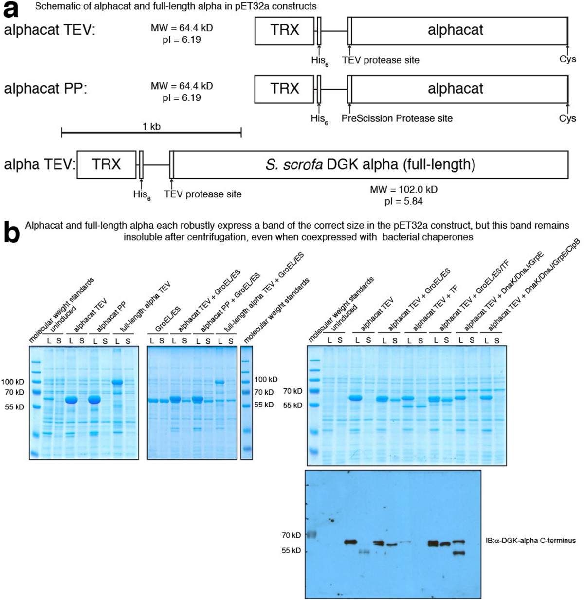 Bacterial expression strategies for several Sus scrofa diacylglycerol  kinase alpha constructs: solubility challenges | Scientific Reports