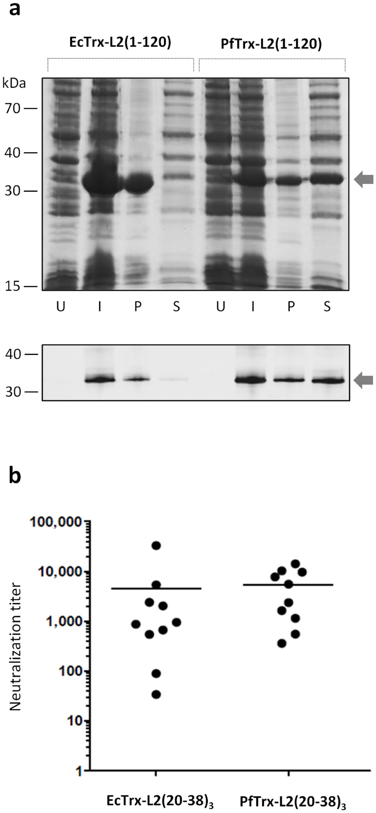 A high-performance thioredoxin-based scaffold for peptide immunogen  construction: proof-of-concept testing with a human papillomavirus epitope  | Scientific Reports