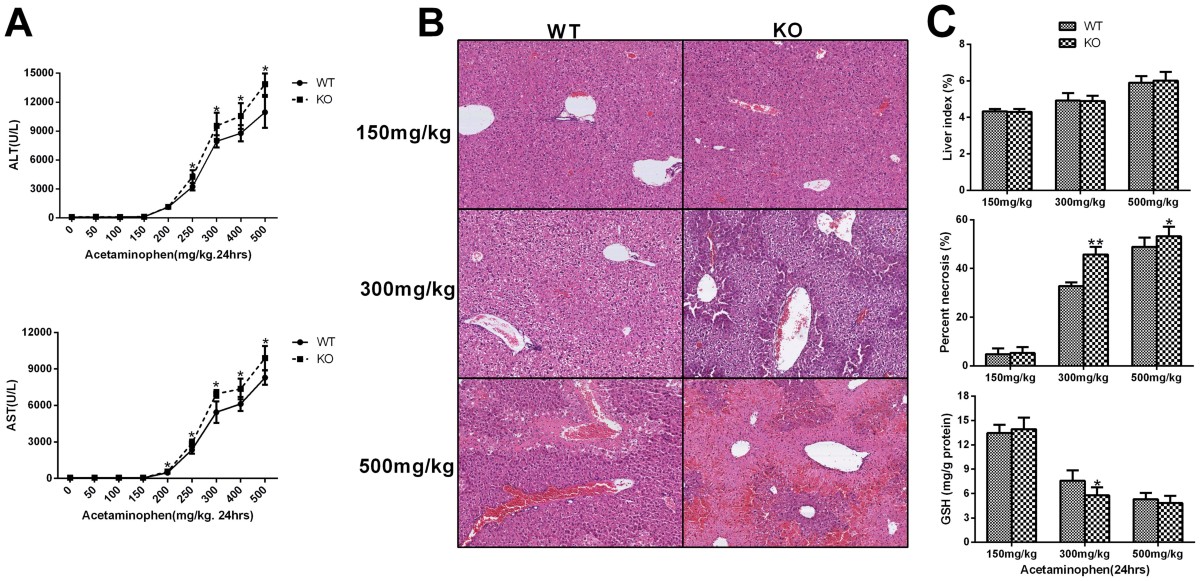 Serotonin Deficiency Exacerbates Acetaminophen-Induced Liver Toxicity In Mice | Scientific Reports Serotonin Deficiency Exacerbates Acetaminophen-Induced Liver Toxicity In Mice | Scientific Reports