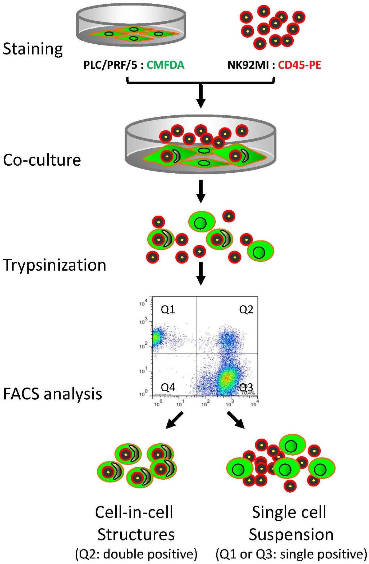 Fluorescence-Activated Cell Sorting Analysis of Heterotypic Cell 
