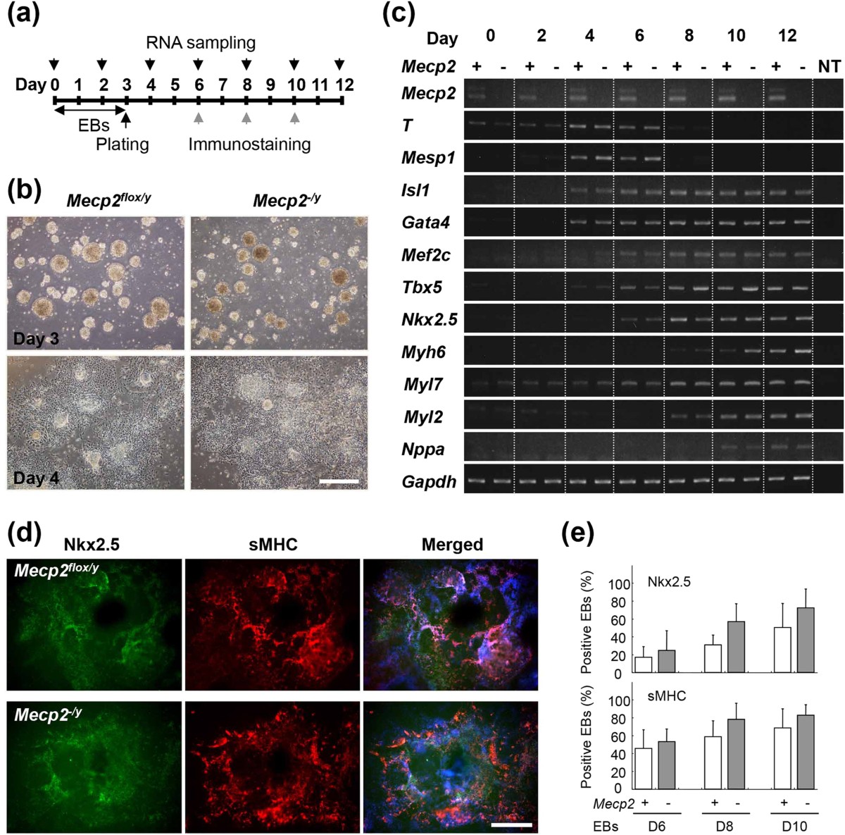 Disturbance of cardiac gene expression and cardiomyocyte structure  predisposes Mecp2-null mice to arrhythmias | Scientific Reports