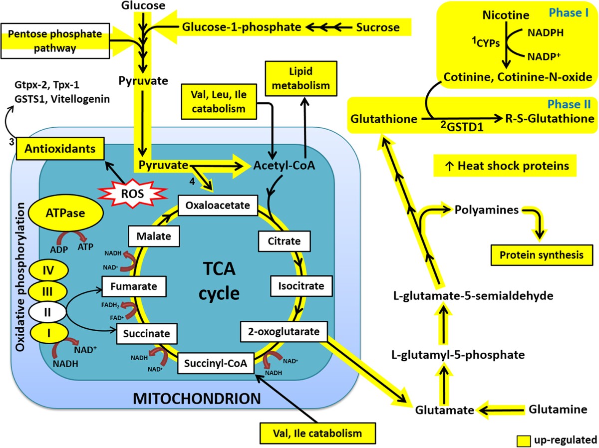 in vivo tracing of glutathione Anionic heptamethine cyanine as reactive sulfur species-activated probe:  Application of NIR-II fluorescence imaging for in vivo visualization of  glutathione