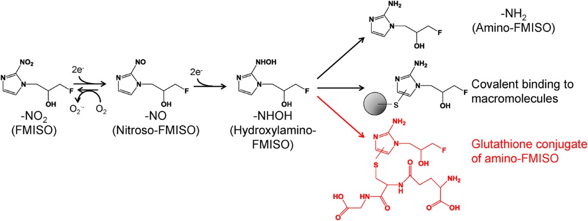 nadph reduced glutathione Glutathione Pathways