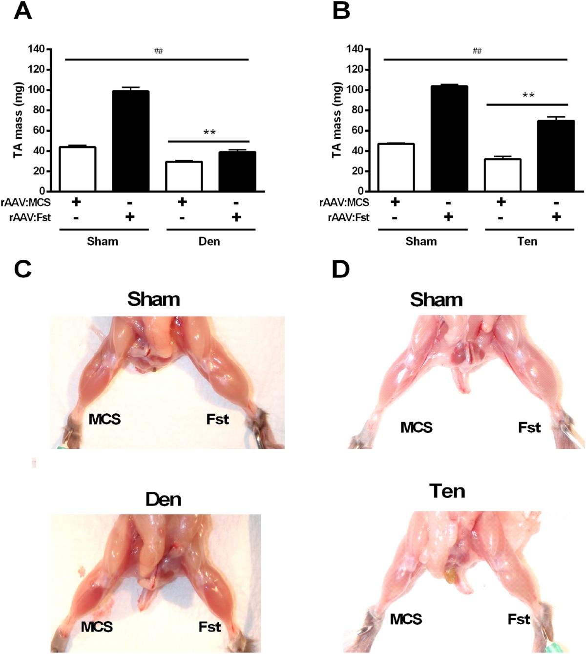 Figure 2 from Targeting the motor end plates in the mouse hindlimb gives  access to a greater number of spinal cord motor neurons: An approach to  maximize retrograde transport | Semantic Scholar, image size:1200x1339