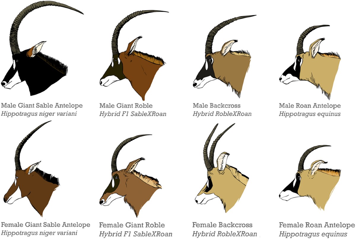 Hybridization following population collapse in a critically endangered  antelope | Scientific Reports