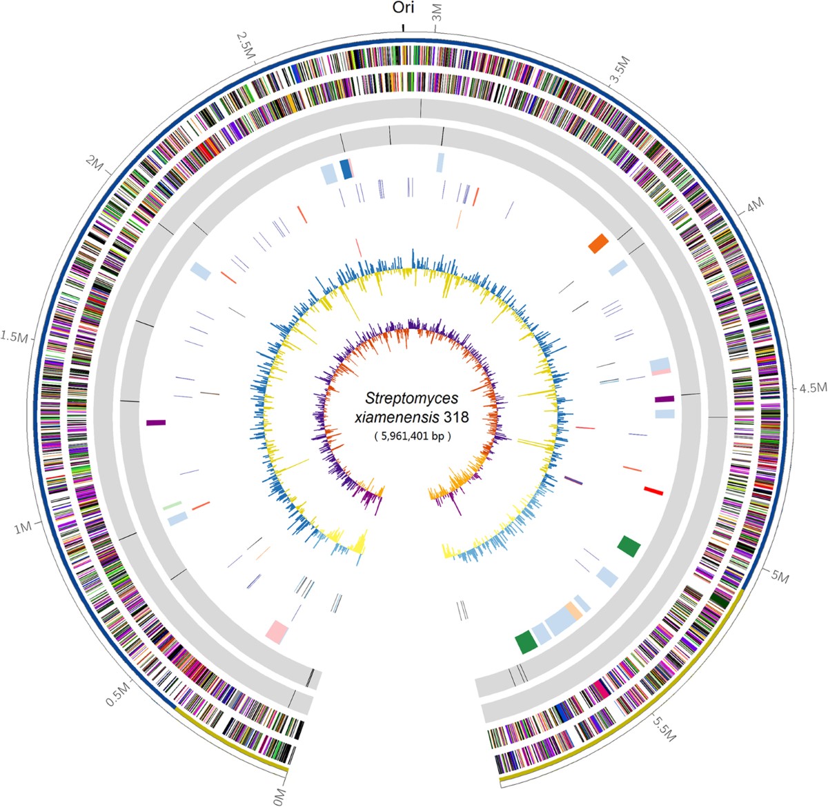 Deciphering the streamlined genome of Streptomyces xiamenensis 318 as the  producer of the anti-fibrotic drug candidate xiamenmycin | Scientific  Reports