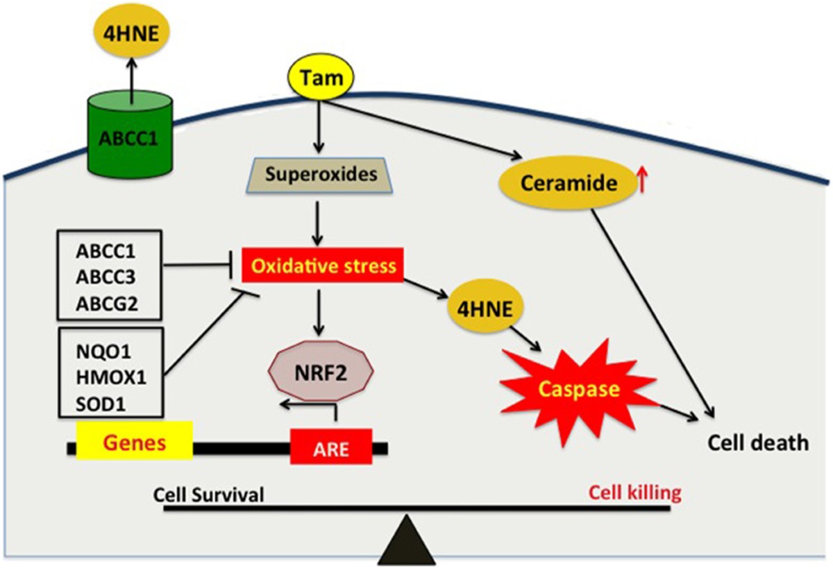 glutathione and thyroid medication Nutrition and Micronutrient Interactions in Autoimmune Thyroid Disorders: Implications for Cardiovascular Health glutathione and thyroid medication Nutrition and Micronutrient Interactions in Autoimmune Thyroid Disorders: Implications for Cardiovascular Health