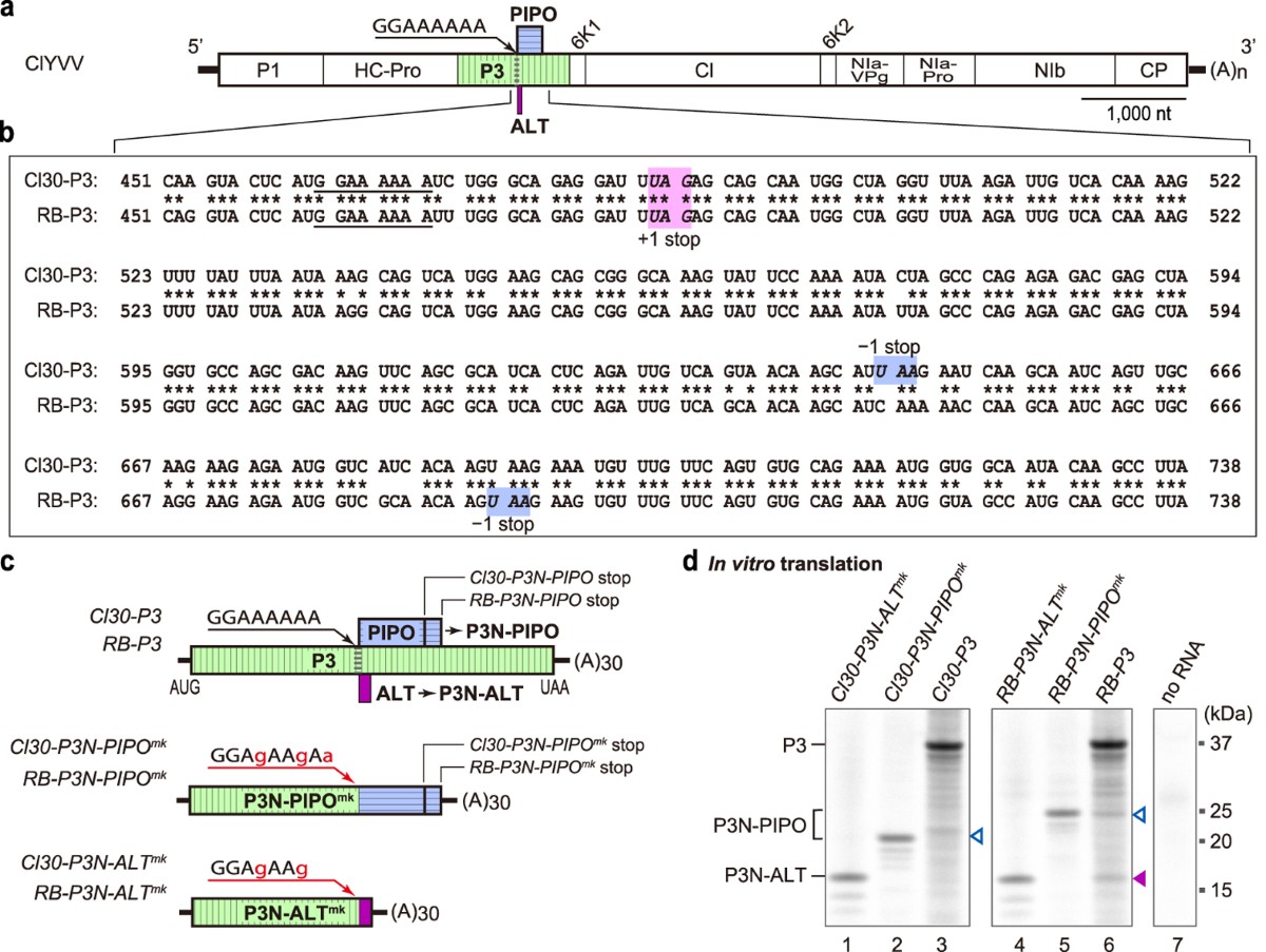 Truncated yet functional viral protein produced via RNA polymerase slippage  implies underestimated coding capacity of RNA viruses | Scientific Reports