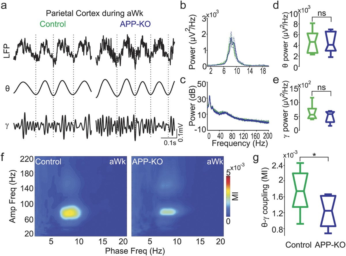 Impaired theta-gamma coupling in APP-deficient mice | Scientific Reports