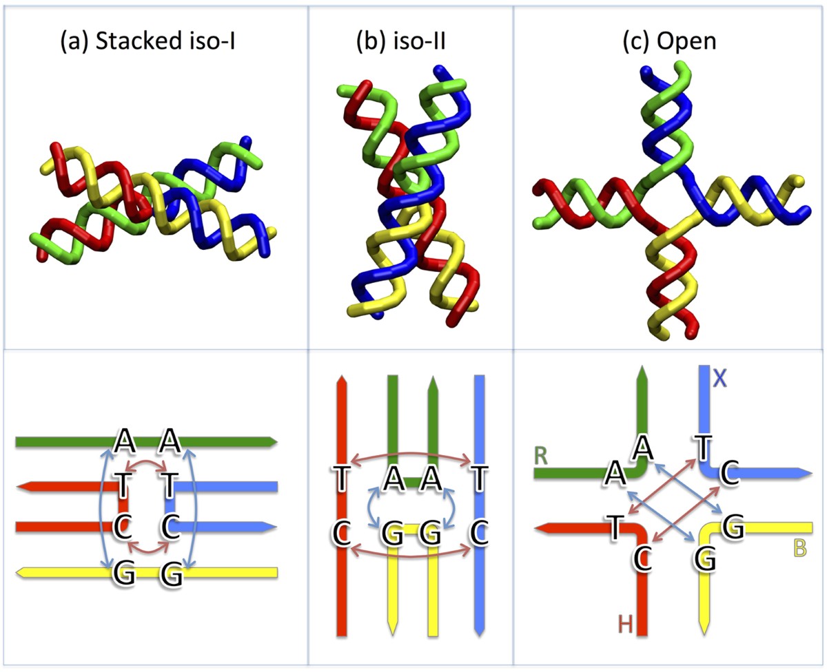 holliday-junction-thermodynamics-and-structure-coarse-grained-simulations-and-experiments-scientific-reports