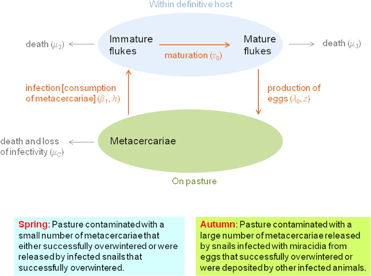 LIFE CYCLE OF FASCIOLA HEPATICA.pptx, image size:1200x893