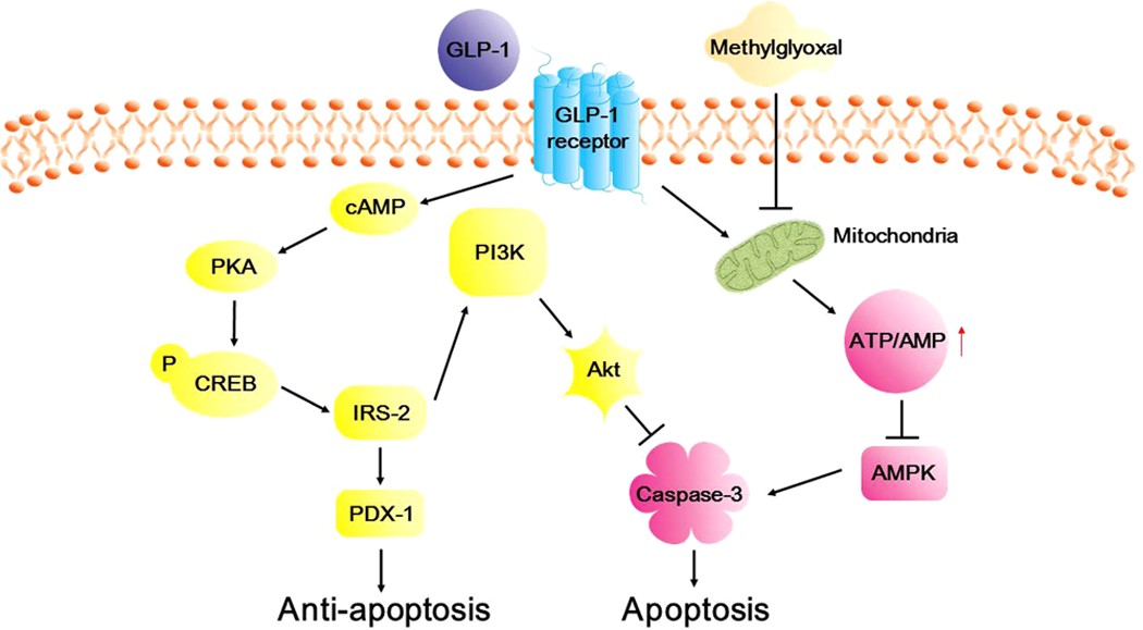 glp-1 for inflammation Central glucagon-like peptide 1 receptor activation inhibits Toll-like  receptor agonist-induced inflammation: Cell Metabolism