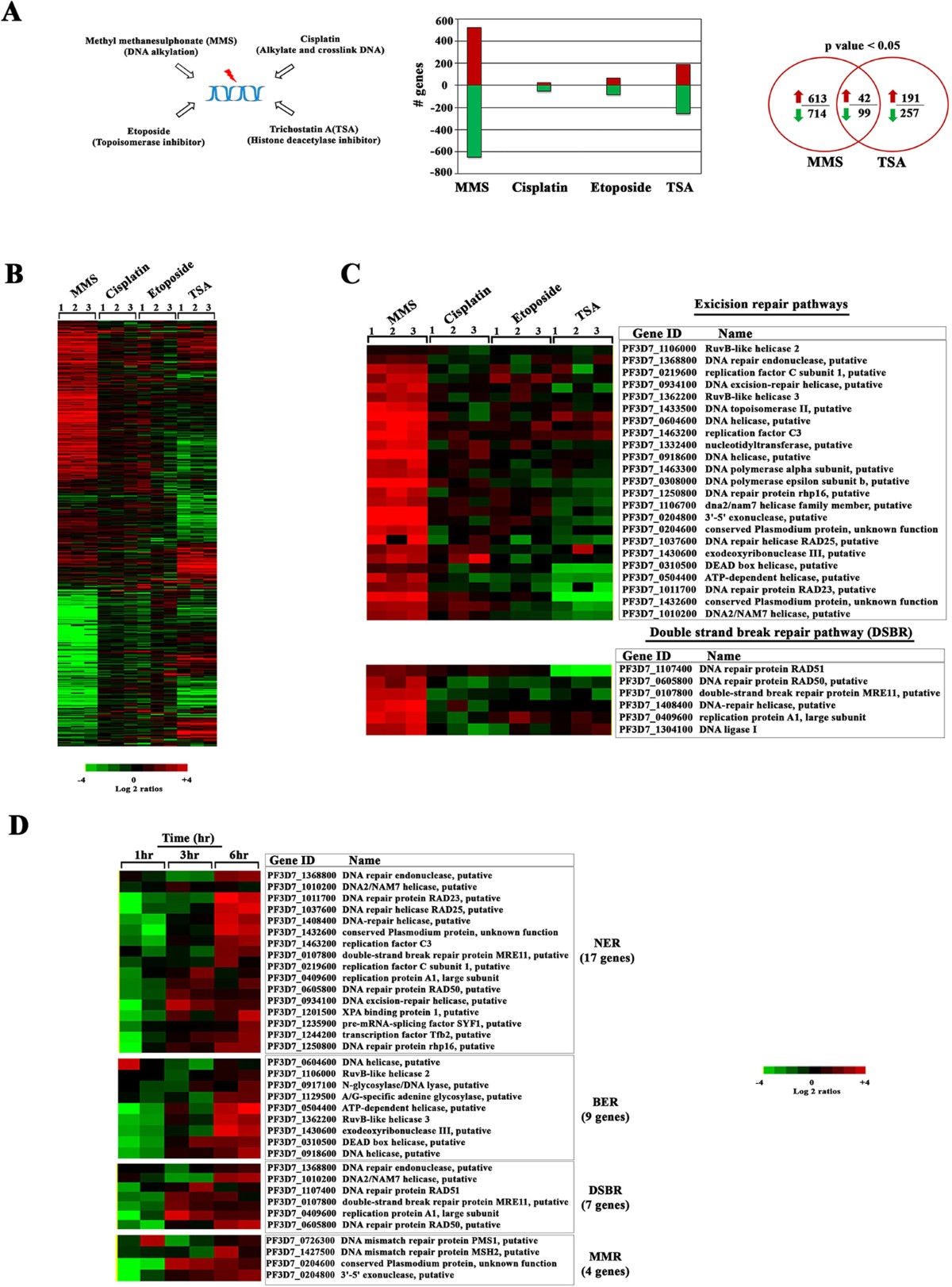 DNA damage regulation and its role in drug-related phenotypes in the malaria parasites | Scientific Reports dna-damage-regulation-and-its-role-in-drug-related-phenotypes-in-the-malaria-parasites-scientific-reports