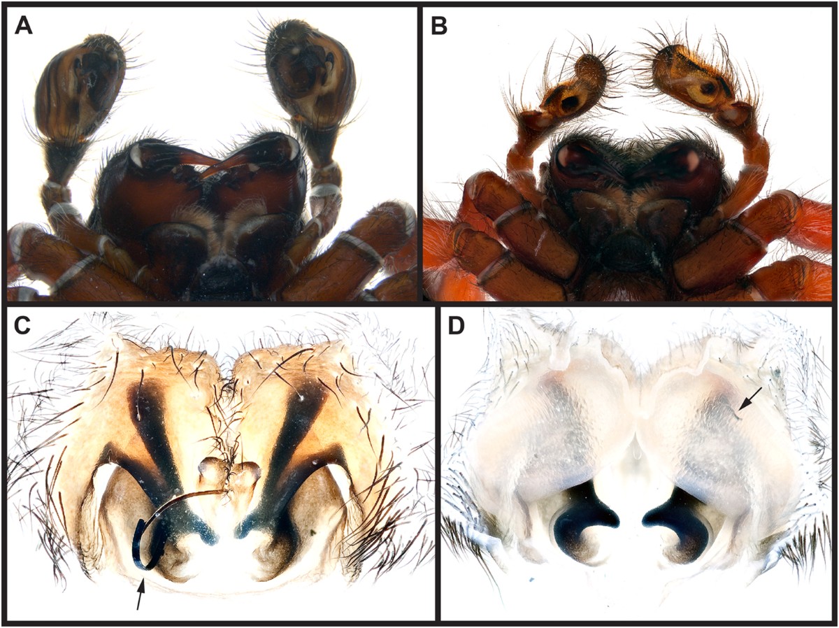 Spider behaviors include oral sexual encounters | Scientific Reports