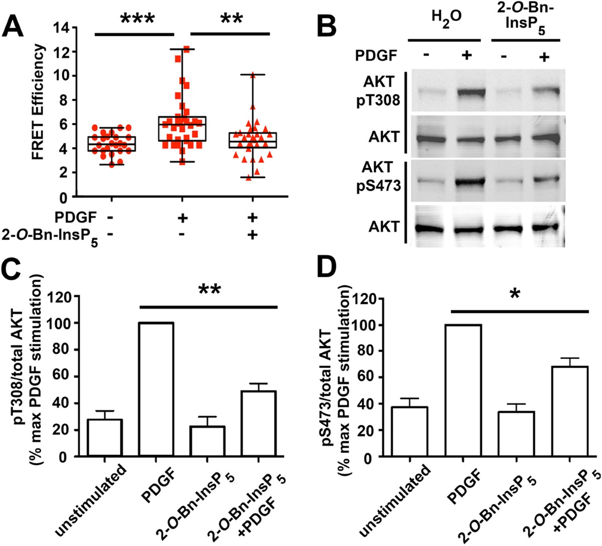 lsm-2004 pimpandhost 1038)))))))''''' A Small Molecule Inhibitor of PDK1/PLCγ1 Interaction Blocks Breast and  Melanoma Cancer Cell Invasion | Scientific Reports