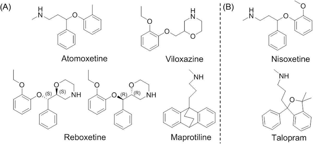 Nisoxetine Binding