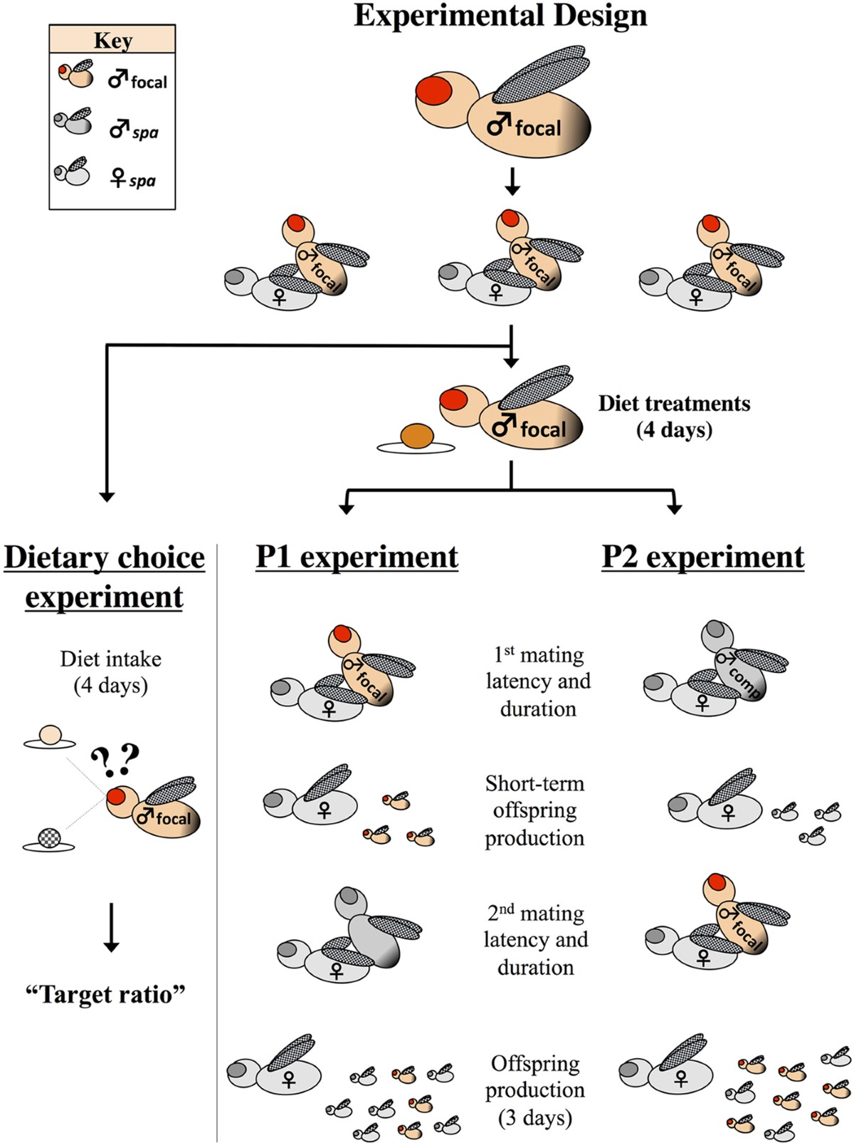 Differential effects of male nutrient balance on pre- and post-copulatory  traits, and consequences for female reproduction in Drosophila melanogaster  | Scientific Reports