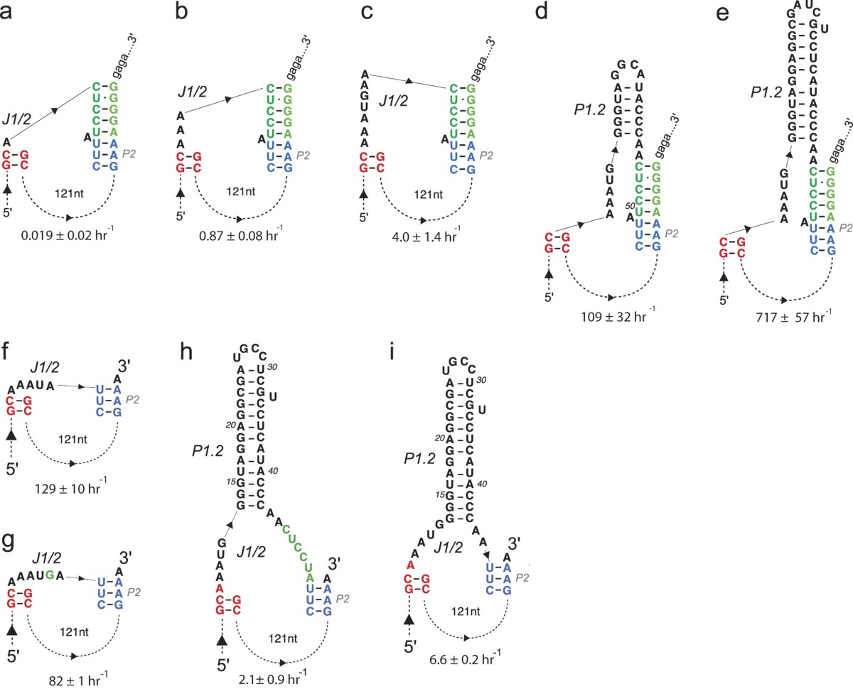 Topological constraints of structural elements in regulation of catalytic  activity in HDV-like self-cleaving ribozymes | Scientific Reports