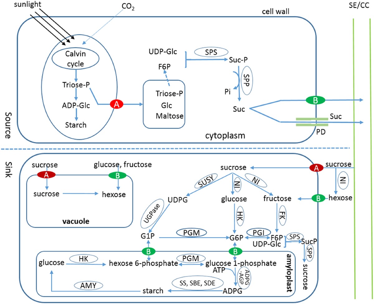 Divergent Evolutionary Pattern of Sugar Transporter Genes is Associated  with the Difference in Sugar Accumulation between Grasses and Eudicots |  Scientific Reports