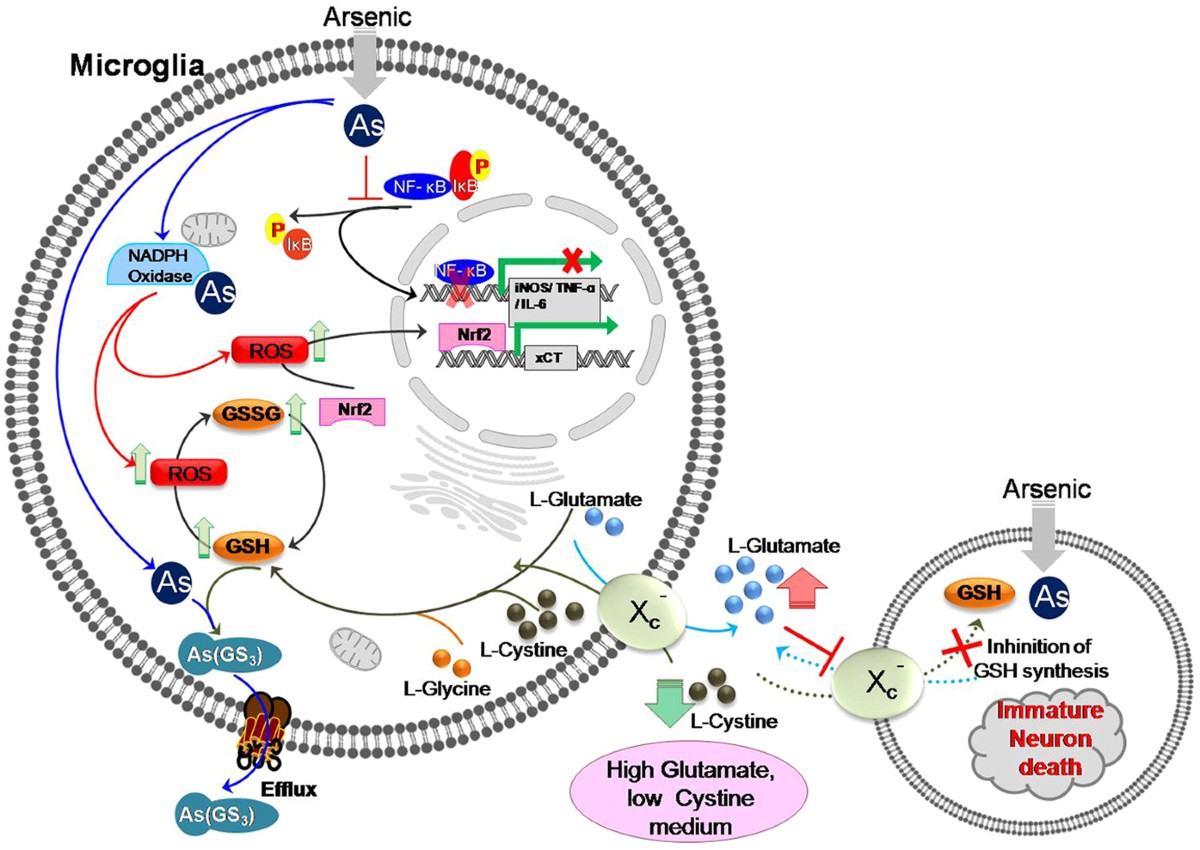 Hijacking microglial glutathione by inorganic arsenic impels bystander  death of immature neurons through extracellular cystine/glutamate imbalance 