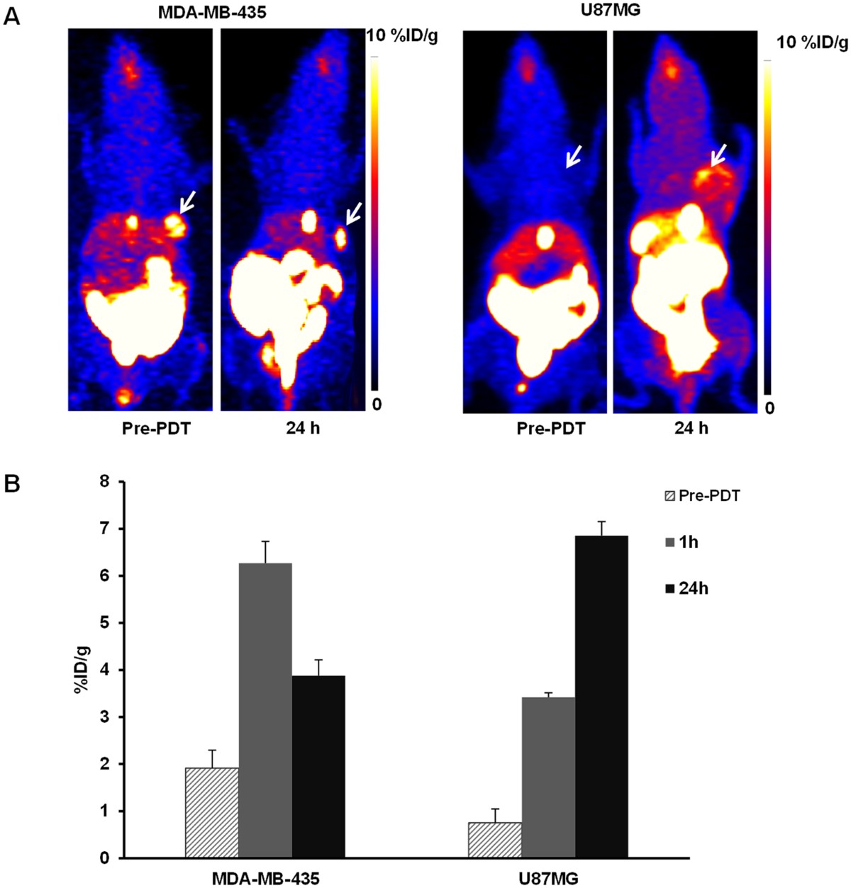 LSM модельки голые　$ Interpenetrating Networks of Collagen and Hyaluronic Acid That Serve as In  Vitro Tissue Models for Assessing Macromolecular Transport |  Biomacromolecules