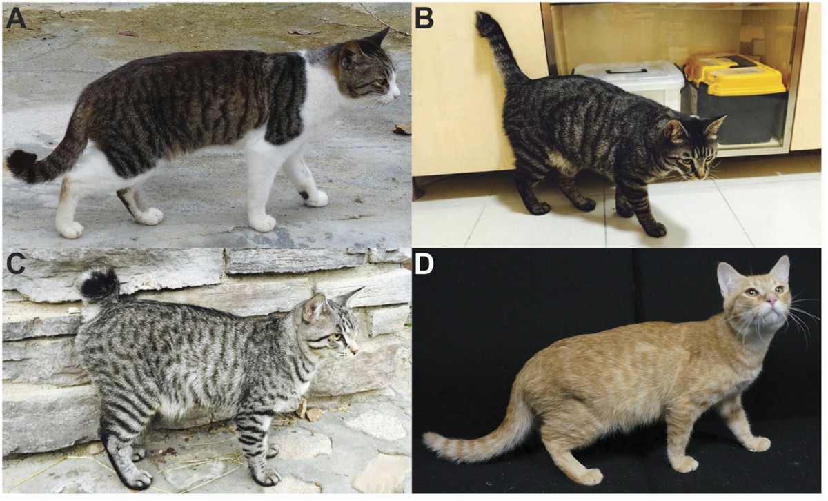 Whole Genome Sequencing Identifies a Missense Mutation in HES7 Associated  with Short Tails in Asian Domestic Cats | Scientific Reports, image size:1200x726