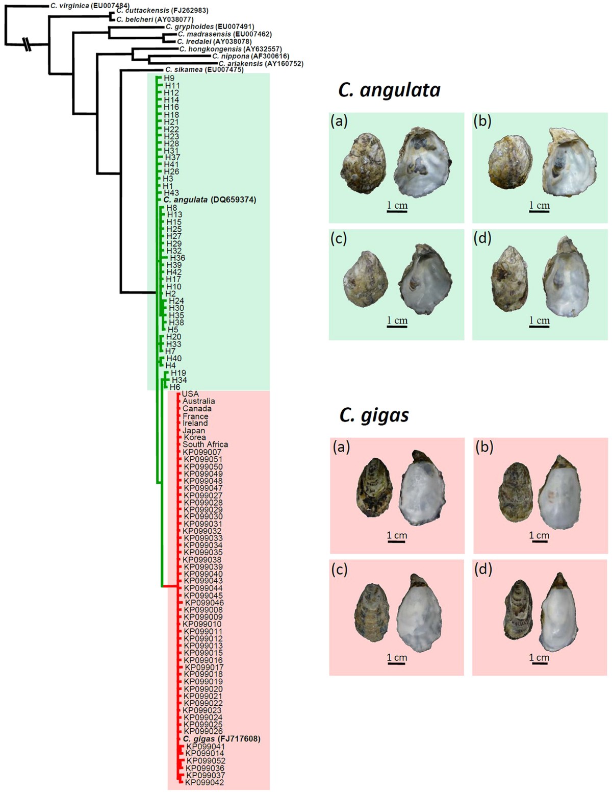 DNA barcoding reveals that the common cupped oyster in Taiwan is the  Portuguese oyster Crassostrea angulata (Ostreoida; Ostreidae), not C. gigas  | Scientific Reports