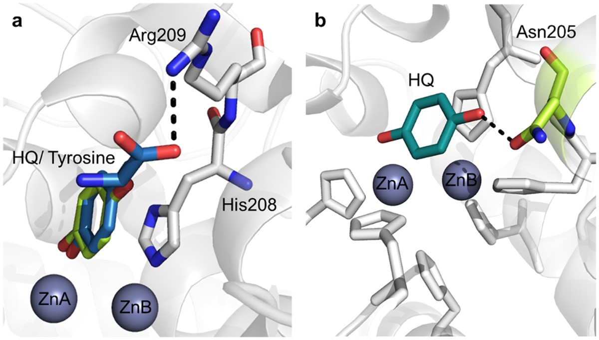 The unravelling of the complex pattern of tyrosinase inhibition | Scientific Reports The unravelling of the complex pattern of tyrosinase inhibition | Scientific Reports
