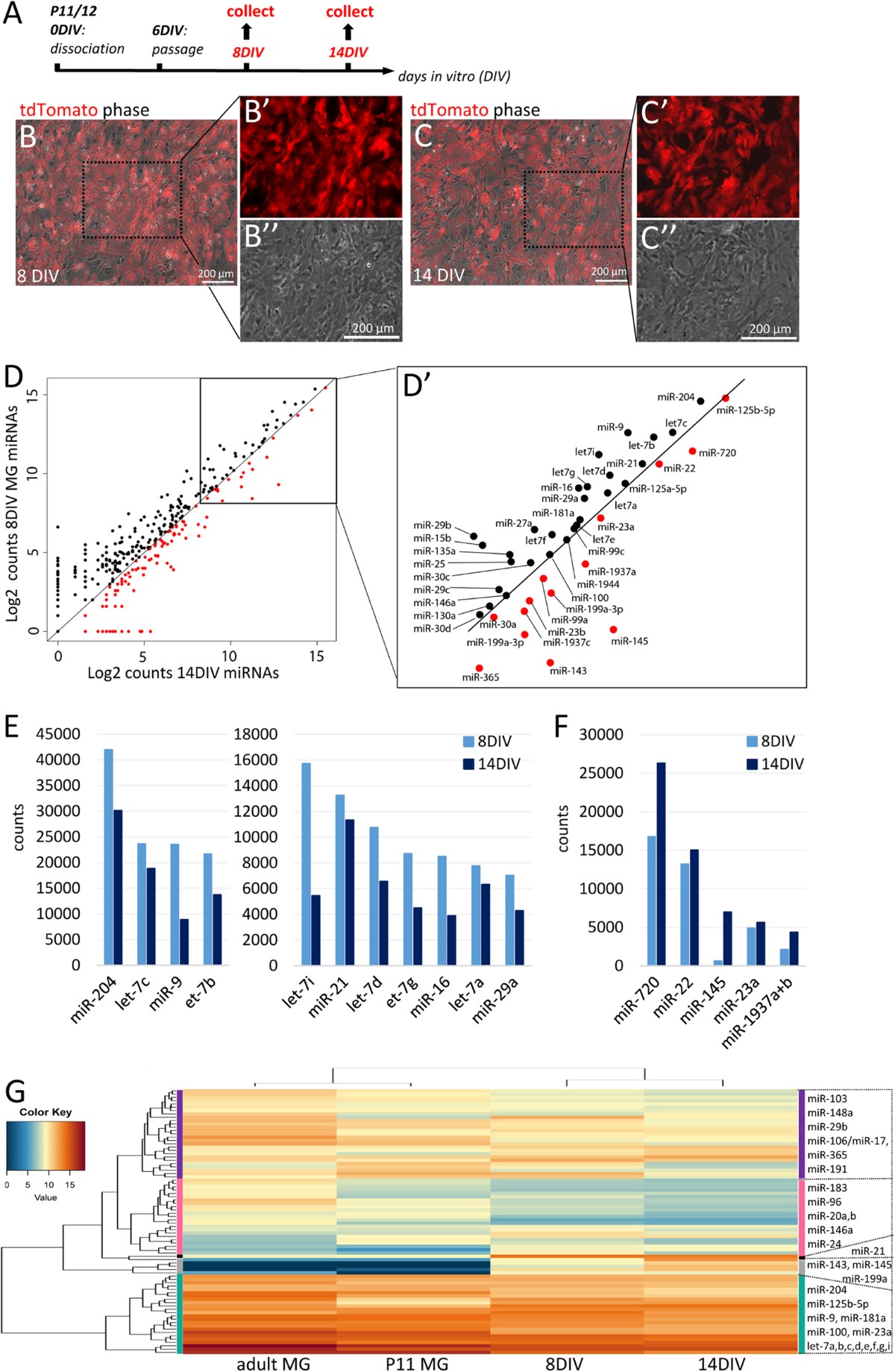The microRNA expression profile of mouse Müller glia in vivo and in vitro |  Scientific Reports