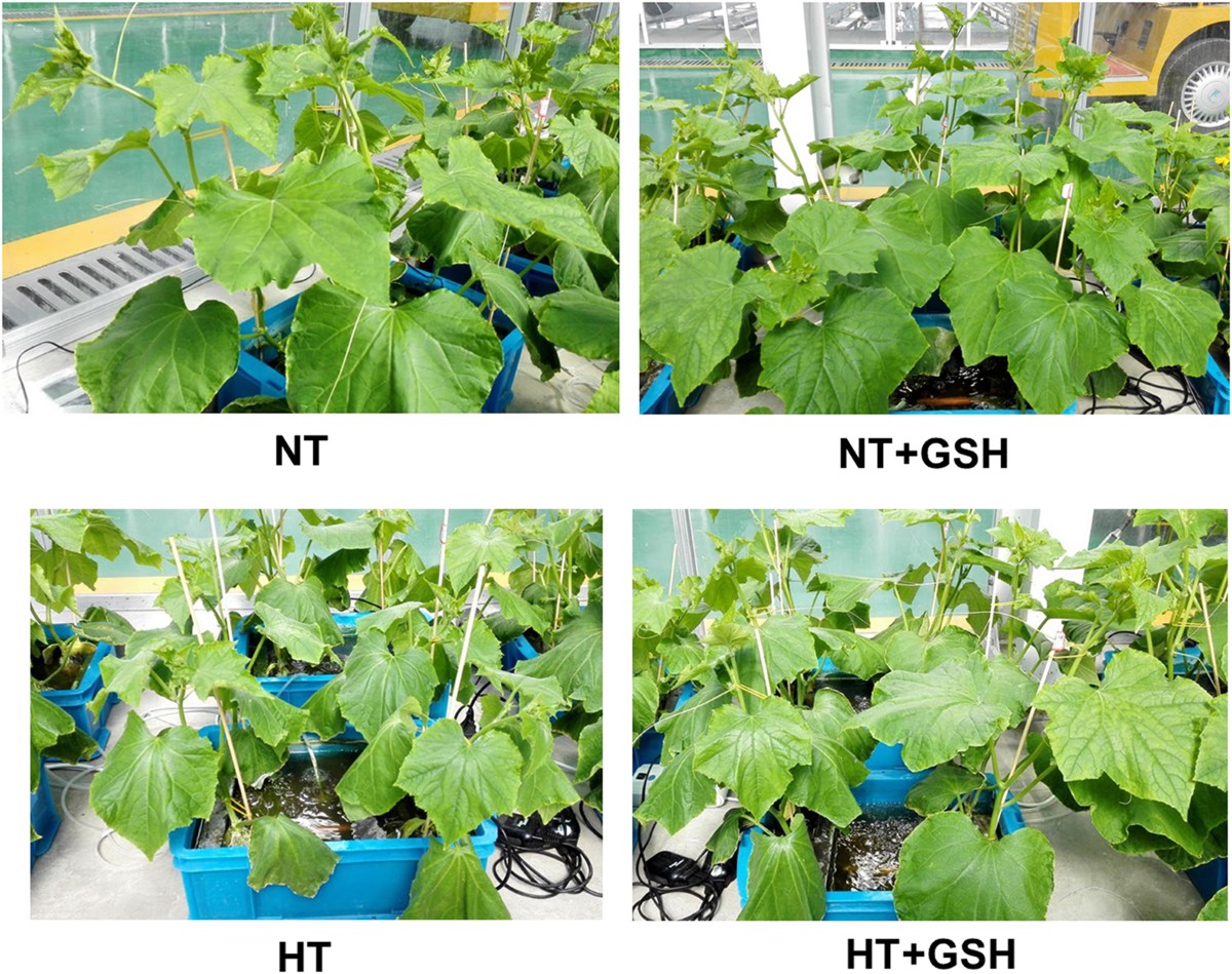Exogenous glutathione improves high root-zone temperature tolerance by modulating photosynthesis, antioxidant and osmolytes systems in cucumber seedlings | Scientific Reports Exogenous glutathione improves high root-zone temperature tolerance by modulating photosynthesis, antioxidant and osmolytes systems in cucumber seedlings | Scientific Reports