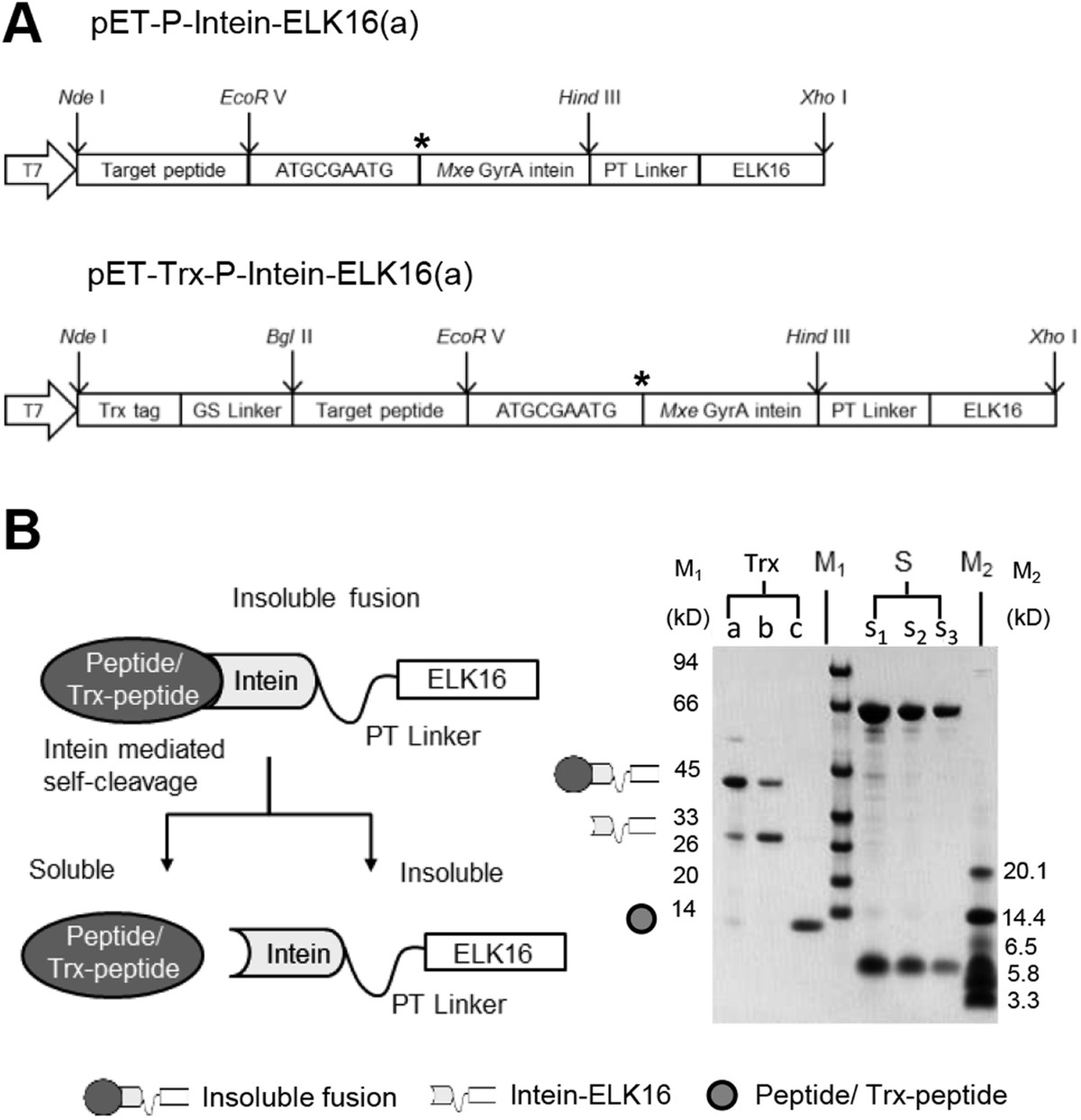 Recombinant production of influenza hemagglutinin and HIV-1 GP120 antigenic  peptides using a cleavable self-aggregating tag | Scientific Reports