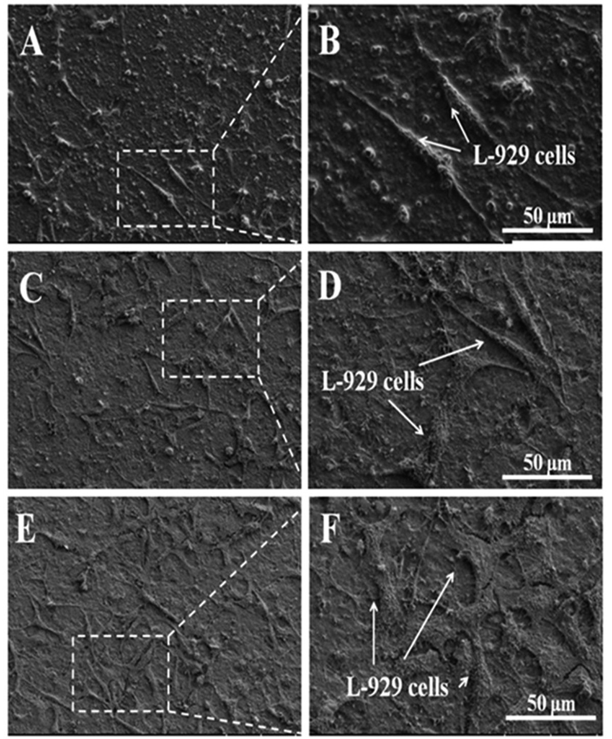 Enhancement of interaction of L-929 cells with functionalized graphene via  COOH+ ion implantation vs. chemical method | Scientific Reports