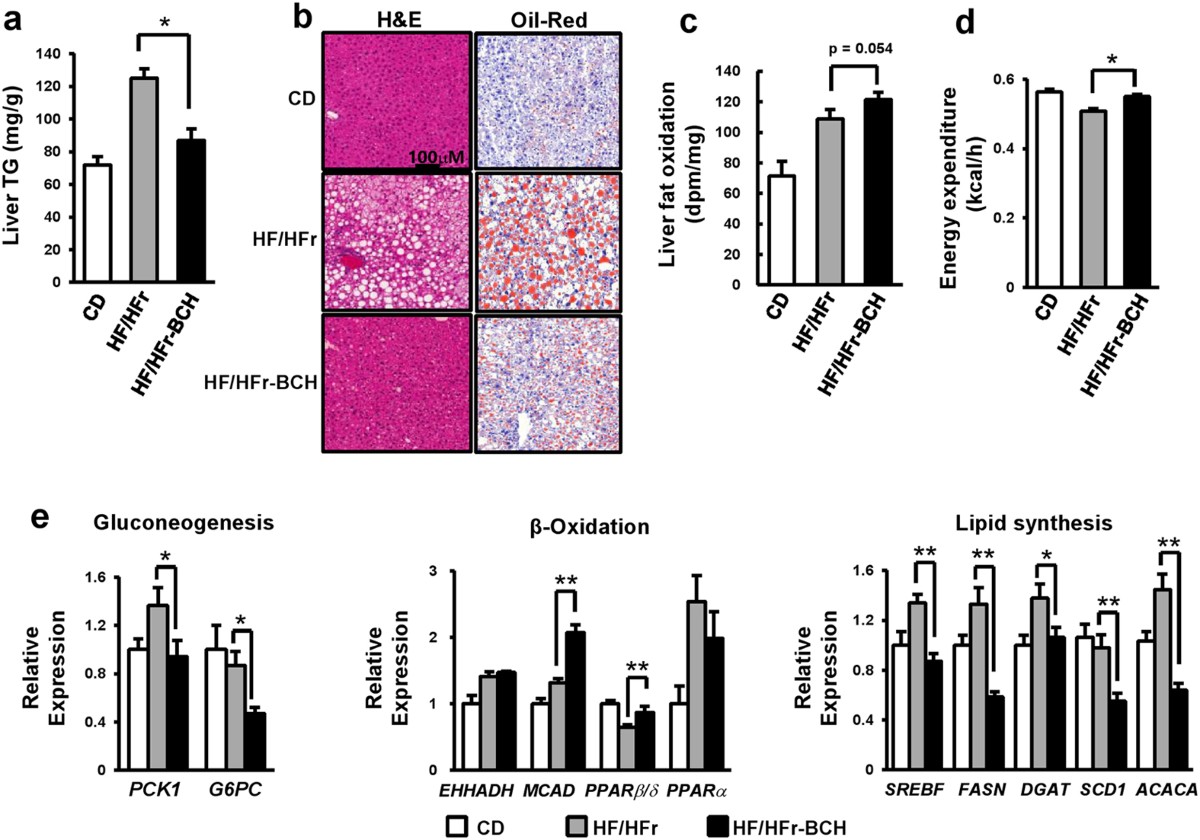Glutamate dehydrogenase activator BCH stimulating reductive amination  prevents high fat/high fructose diet-induced steatohepatitis and  hyperglycemia in C57BL/6J mice | Scientific Reports