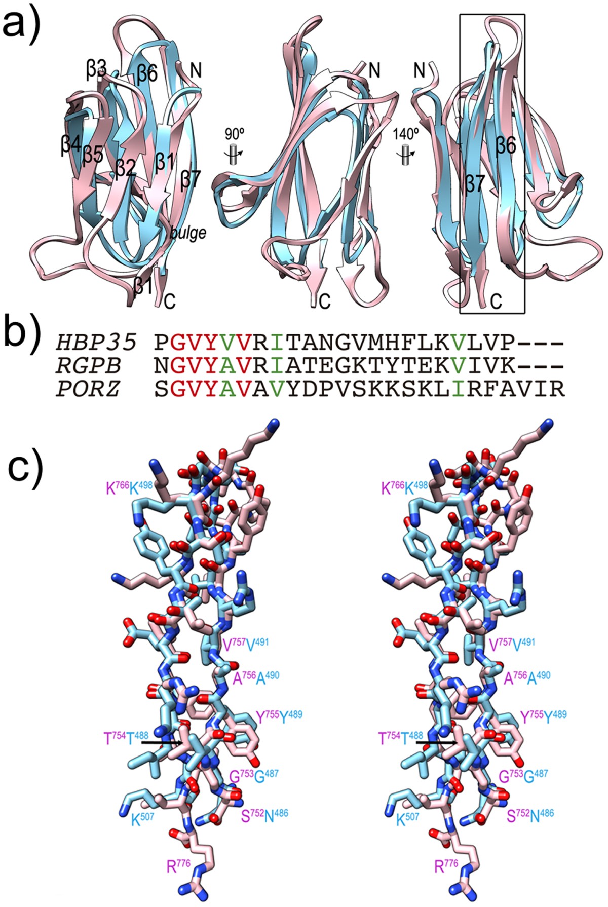 Structural and functional probing of PorZ, an essential bacterial surface  component of the type-IX secretion system of human oral-microbiomic  Porphyromonas gingivalis. | Scientific Reports
