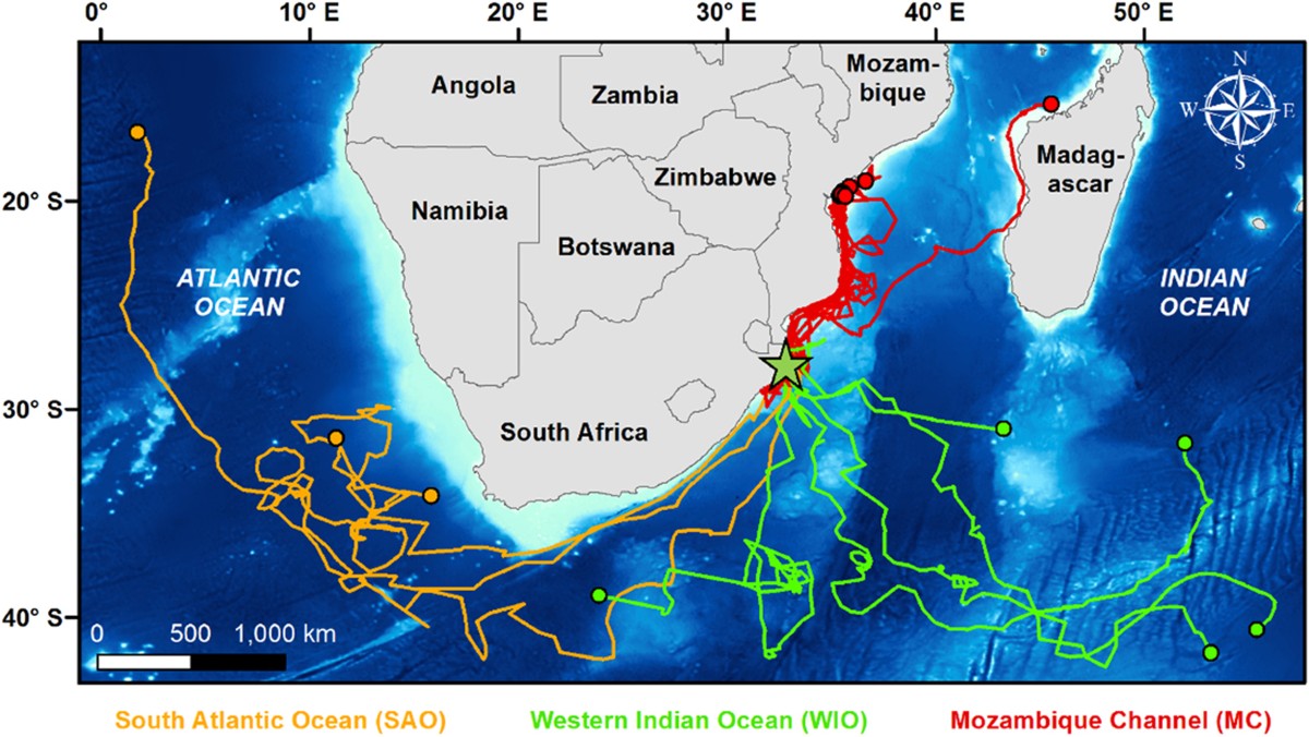 Coastal leatherback turtles reveal conservation hotspot | Scientific Reports