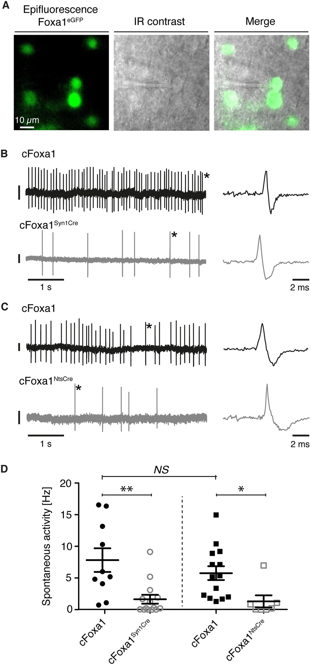 Foxa1 is essential for development and functional integrity of the  subthalamic nucleus | Scientific Reports